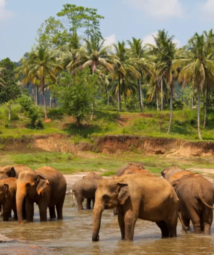 Srilanka
