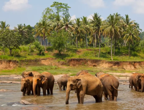 Srilanka