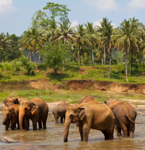Srilanka