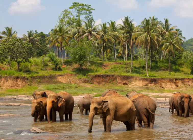 Srilanka